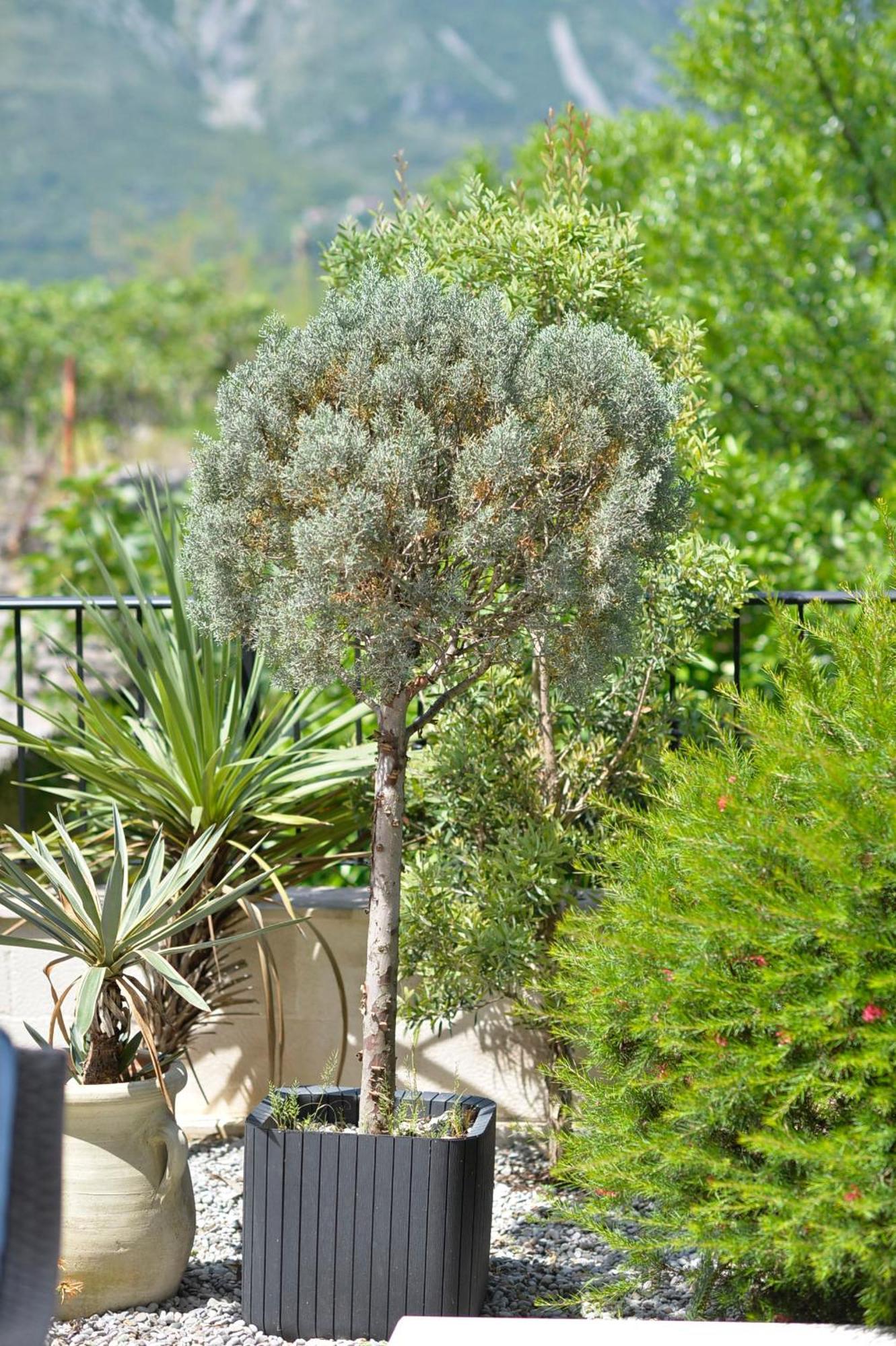 Apartments Boka Blue Dobrota Kotor Exterior photo